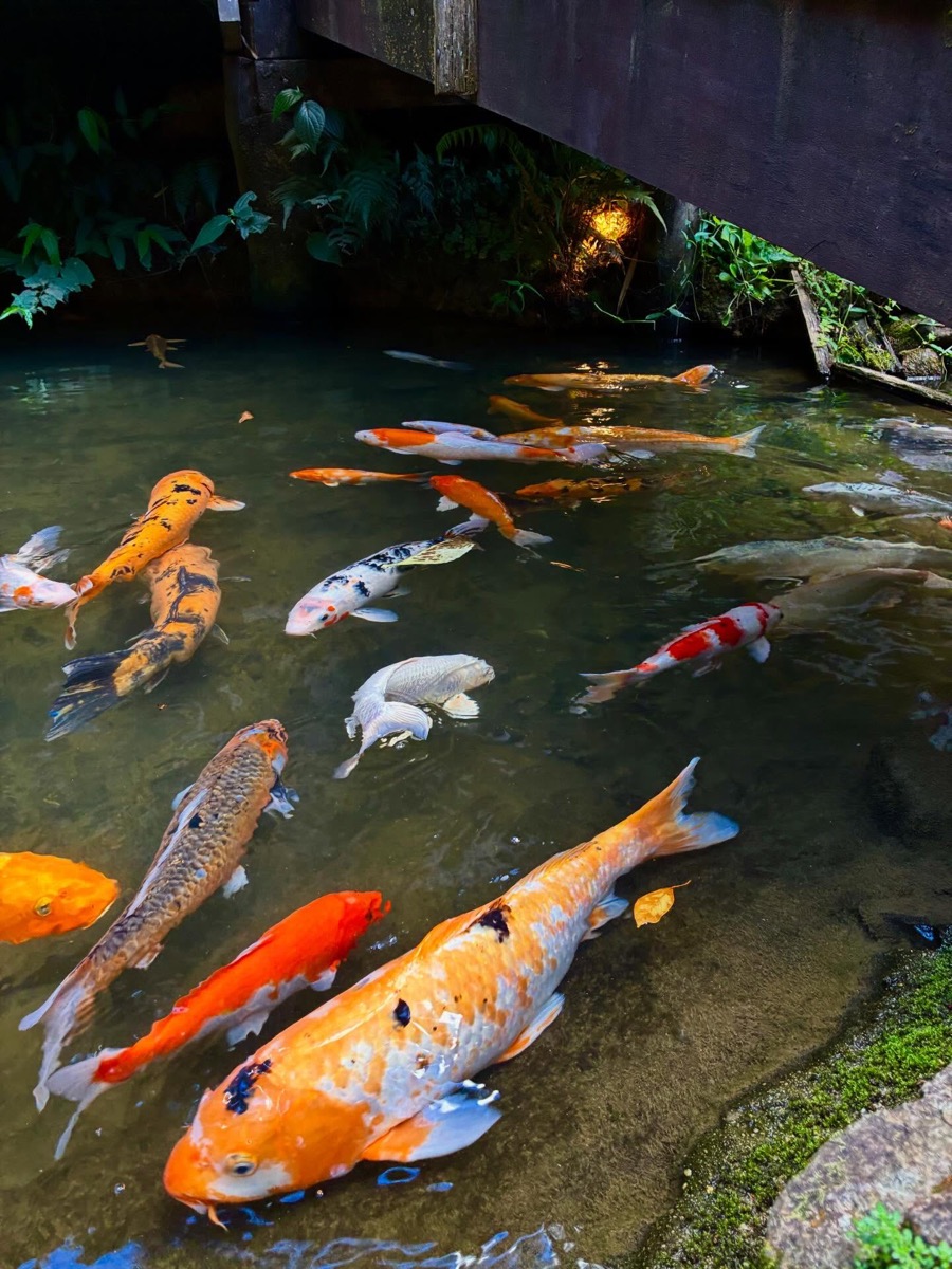 Koi fish in a pond under a wooden bridge